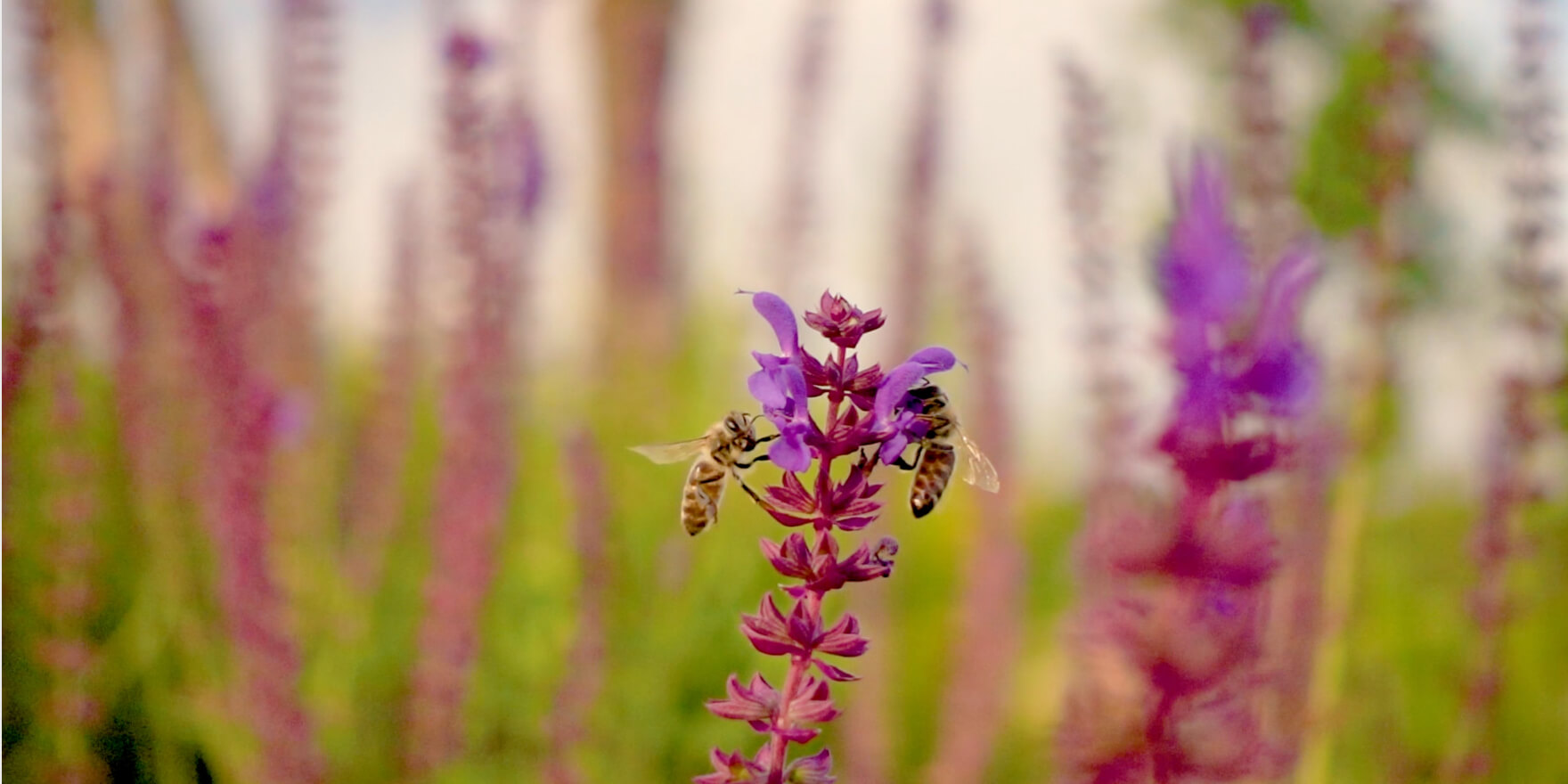 Pangea park - activity zone at Therme Bucharest