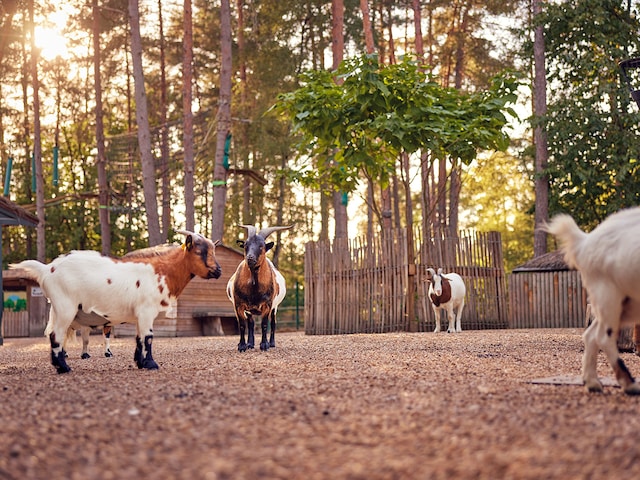 Nature Discovery - activity zone at Center Parcs Park Hochsauerland: The Children"s Farm