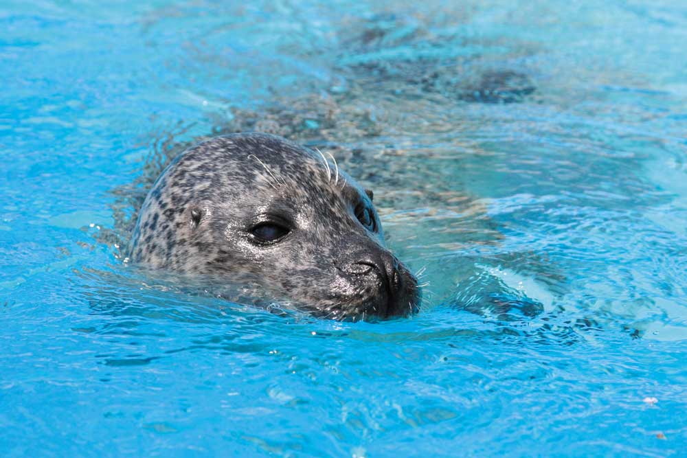 Harbour Seals - activity zone at Marineland Catalunya