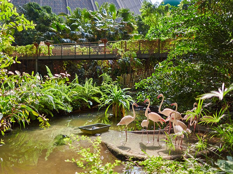Tropical Rainforest - activity zone at Tropical Islands