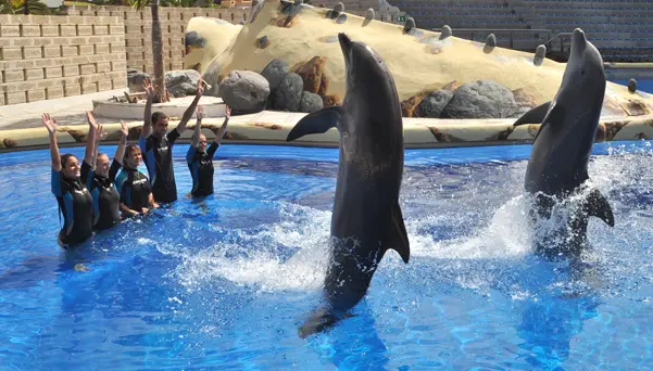 Dolphins Encounter - activity zone at Aqualand Costa Adeje