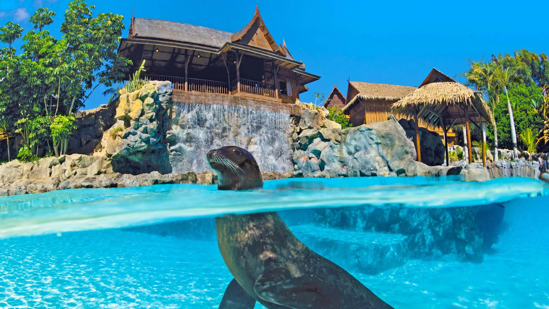 Sea Lion Island - activity zone at Siam Park