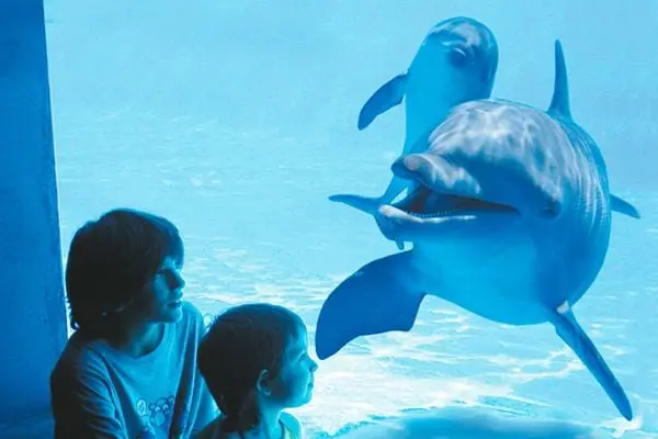 Dolphinarium - activity zone at Aqualand Costa Adeje