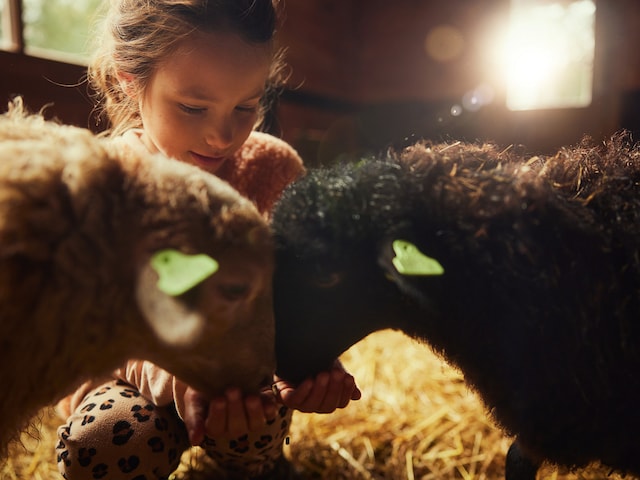 Animal care - activity zone at Center Parcs Park De Haan